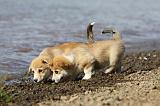 CORGI PEMBROKE 737